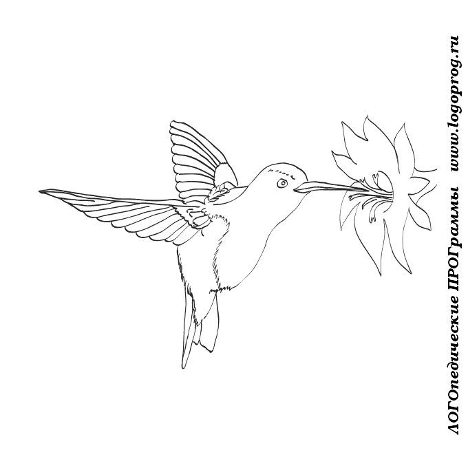 Раскраска колибри птица. Птичка
